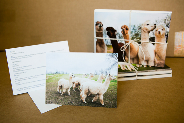 Alpaca Greeting Cards